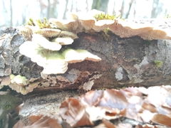 Trametes hirsuta