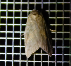 Nycteola asiatica
