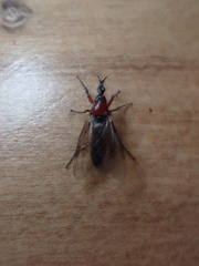 Dilophus nigrostigma