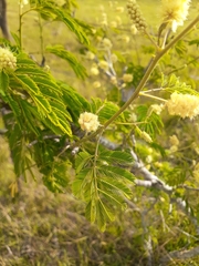 Senegalia bonariensis