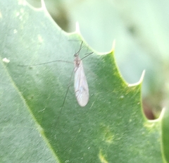 Trichocera annulata