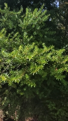 Podocarpus totara