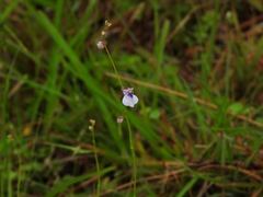 Utricularia hispida