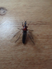 Dilophus nigrostigma