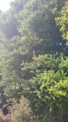 Podocarpus totara