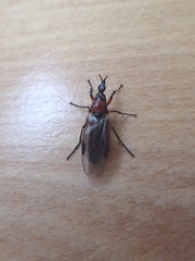 Dilophus nigrostigma