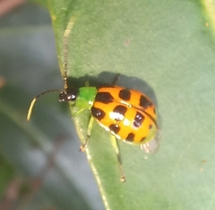 Diabrotica limitata