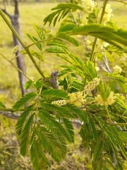 Senegalia bonariensis