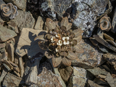 Notothlaspi rosulatum