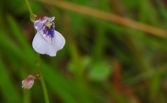 Utricularia hispida