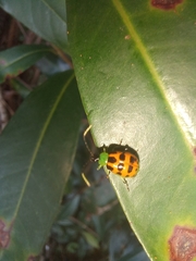 Diabrotica limitata