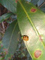 Diabrotica limitata