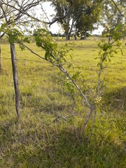 Senegalia bonariensis