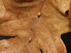 Pseudoneuroterus saliens