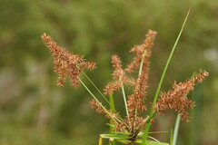 Cyperus lucidus