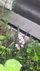 Ophiopogon planiscapus