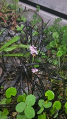 Ophiopogon planiscapus