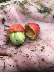 Picramnia sphaerocarpa