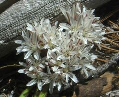 Allium burlewii