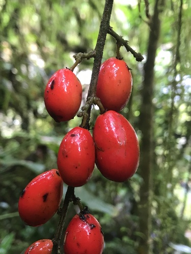 Picramnia sphaerocarpa, photograph 1