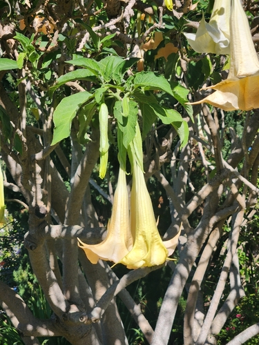Brugmansia arborea, 2023-01-06