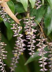 Cordyline stricta