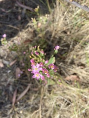 Centaurium tenuiflorum