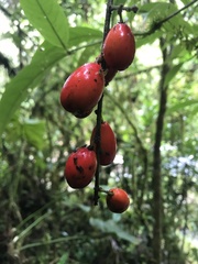 Picramnia sphaerocarpa