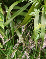 Cordyline stricta