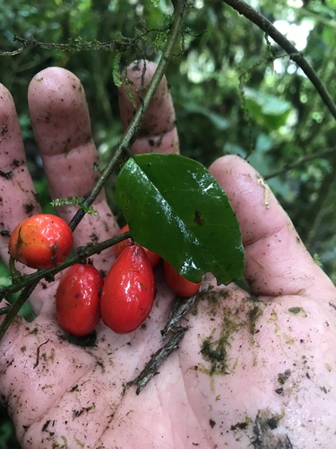 Picramnia sphaerocarpa, photograph 3