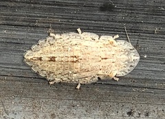 Ledromorpha planirostris