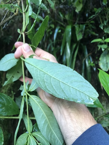 Picramnia sphaerocarpa, photograph 2