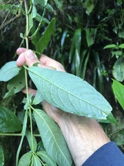 Picramnia sphaerocarpa