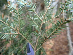 Chionaspis pinifoliae