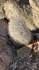 Mammillaria tetrancistra