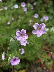 Geranium seemannii