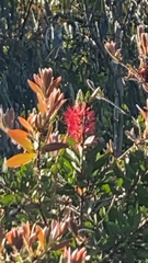 Melaleuca citrina