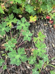 Geranium seemannii