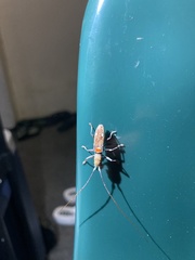 Olenecamptus bilobus