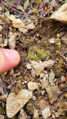 Veronica verna