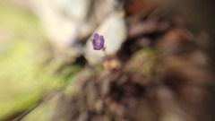 Veronica verna