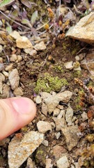 Veronica verna