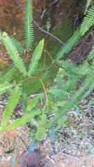 Gleichenella pectinata