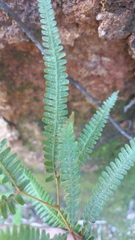 Gleichenella pectinata