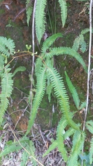 Gleichenella pectinata