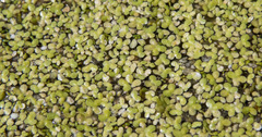 Lemna aequinoctialis