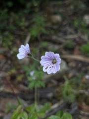 Geranium seemannii