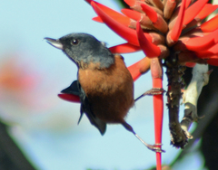 Diglossa baritula