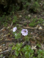 Geranium seemannii