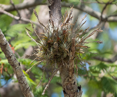 Tillandsia loliacea